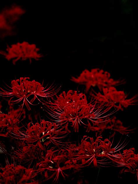 曼珠沙華 | Red spider lily, Red aesthetic, Dark wallpaper