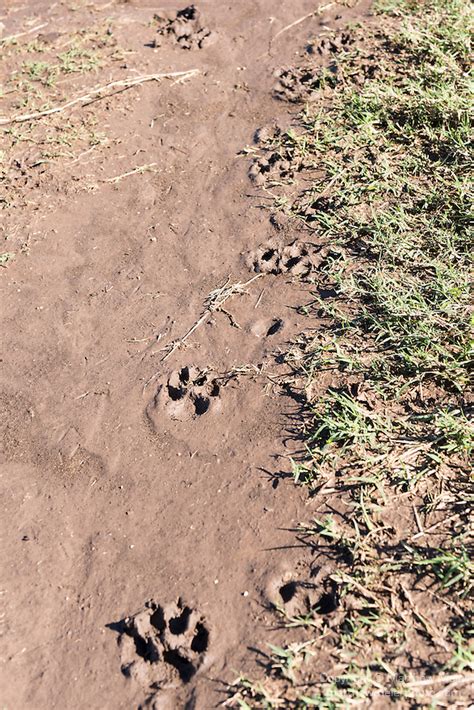 Bobcat Tracks In Mud