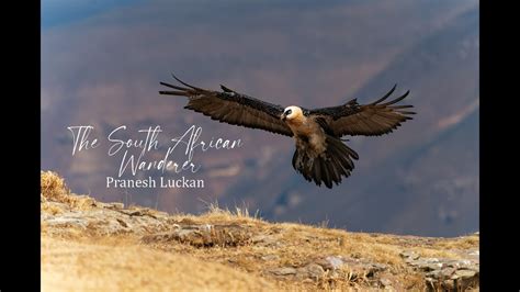 Giants Castle Vulture Hide guide - Bearded Vulture (Lammergeier) conservation and photography ...