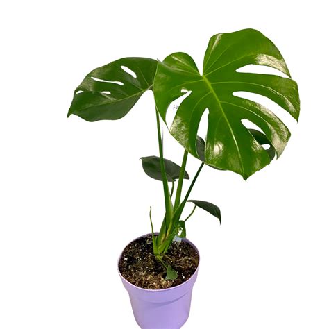 Monstera Deliciosa – Large – 7.5″ – Plant Van