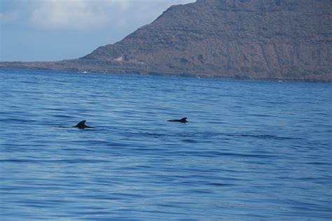 Humpback whale watching in Hawaii: tips, picking a tour company