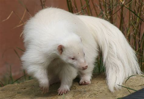 Albino skunk; Chessington; 25th June 2010 | ZooChat