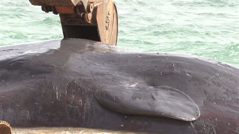 Stomach Of Dead Sperm Whale Filled With Marine Debris