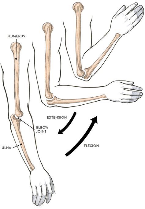 Joints and Joint Movement - Classic Human Anatomy in Motion: The Artist's Guide to the Dynamics ...