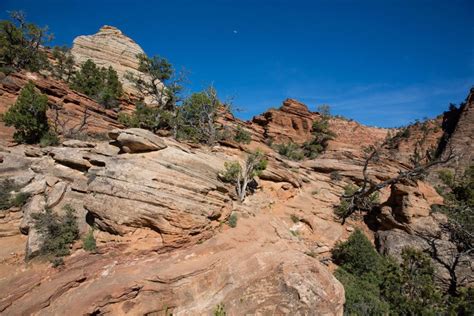 The Canyon Overlook Trail, One of Zion’s Essential Hikes – Earth Trekkers