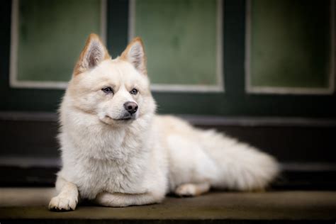 Can You Shave a Pomsky: Essential Grooming Tips - DogCareLife