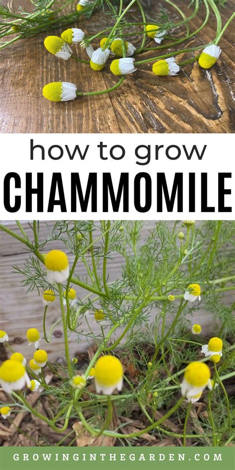 How to grow chamomile 5 tips for growing chamomile – Artofit