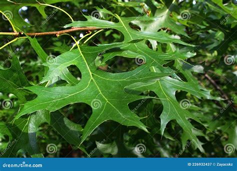 Lobed Green Summer Leaves of Pin Oak Tree, Also Called Spanish Swamp ...