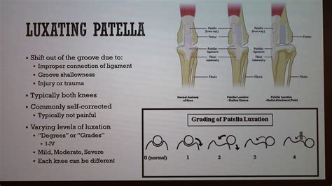 How To Help A Dog With Luxating Patella