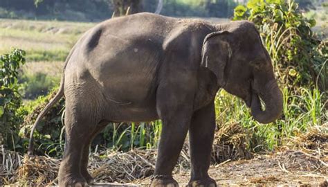 India to get its first elephant sanctuary near Bengaluru | Environment News | Zee News