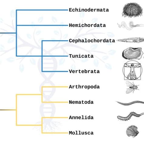 Truncated phylogenetic tree representing major taxa of the Protostomia ...