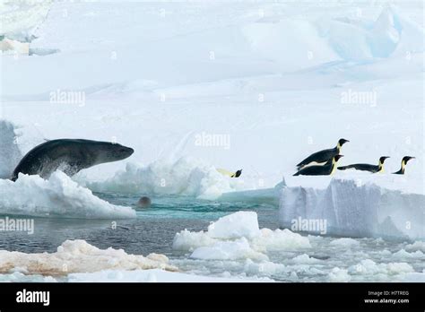 Leopard Seal (Hydrurga leptonyx) hunting Emperor Penguin (Aptenodytes ...