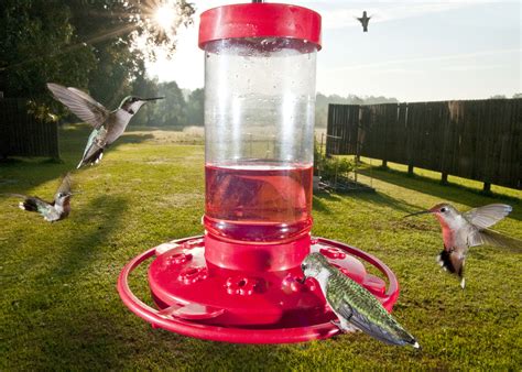 Attract hummingbirds with colorful plants | Mississippi State ...