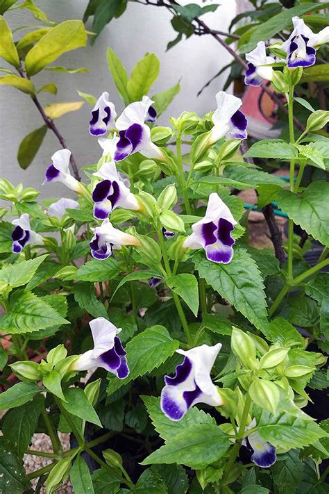 How to Grow and Care for Torenia (Wishbone) Flowers | Gardener’s Path