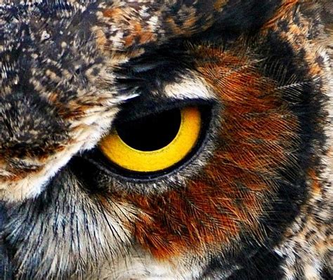 Résultats de recherche d'images pour « owl eye » | Owl eyes, Owl, Animal close up