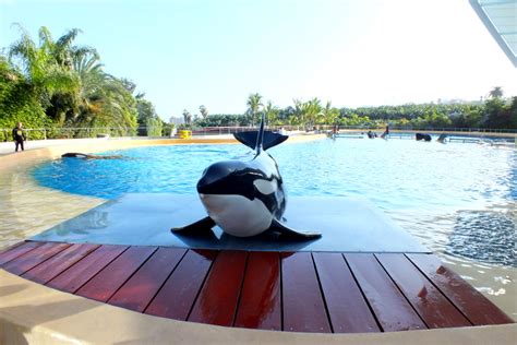 Loro Parque Live: Orca Ocean | zoosmedia