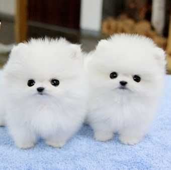 Marshmallow Puppy Pomeranian Dog Breeds India