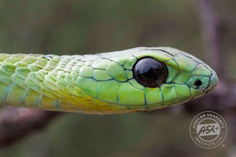 Boomslang - African Snakebite Institute