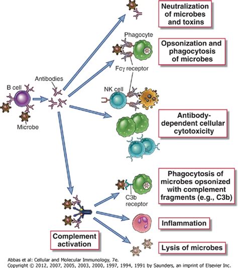 Function of Antibodies (Immunoglobulins) – Microbe Online