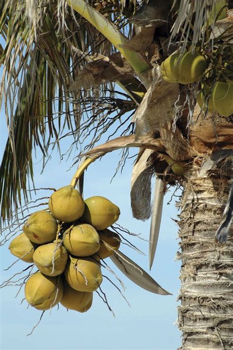 Landscape Coconut Tree Drawing For Kids / Simplest way to draw a coconut tree.