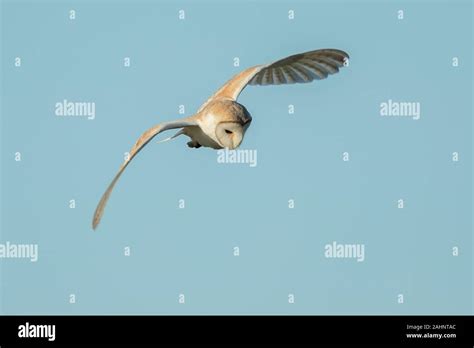 Barn Owl Flying Stock Photo - Alamy