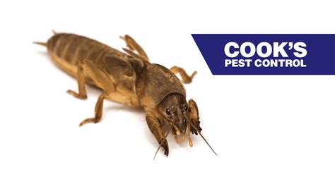 Pest Profile: Mole Crickets