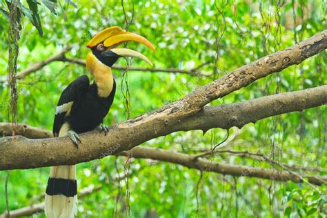 Great hornbill Stock Photo by ©Deerphoto 28439669