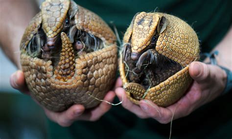 How do armadillos roll into a ball? | Animal facts, Animals, Scary animals