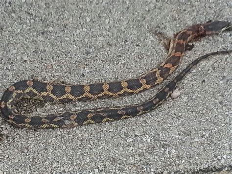 Identifying Baby Snakes In Virginia - Get More Anythink's