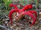 Octopus stinkhorn Mushroom Photos, Octopus stinkhorn Images, Nature Wildlife Pictures | NaturePhoto