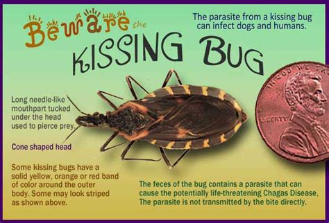 Kissing Bugs and Chagas Disease - 25 Facts That Will Save Your Sanity! - Home Grown Fun