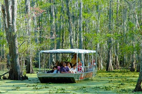 New Orleans Swamp And Bayou Boat Tour (With Transportation): Triphobo