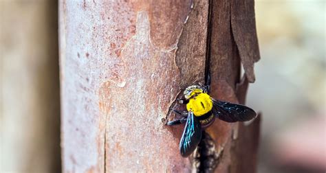 Carpenter Bees: Pollinators or Pests? | Carpenter bee, Bee, Pollination