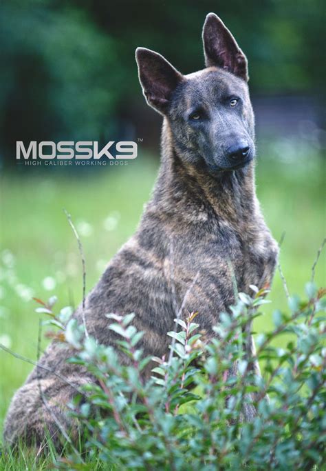 Blue Dutch Shepherd #mossk9 | Hunde, Tierbilder, Tiere