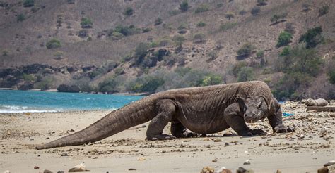 Komodo dragons on Komodo Island: Are Komodo dragons dangerous?