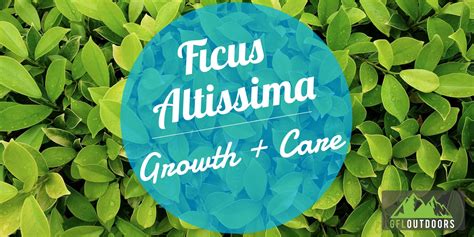 Ficus Altissima: Growth and Care Guide - GFL Outdoors