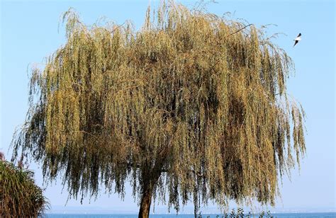 Free photo: Weeping Willow, Pasture, Tree - Free Image on Pixabay - 507336