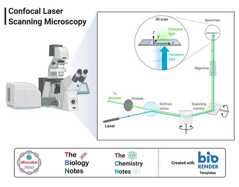 Confocal Microscope- Definition, Principle, Parts, Types, Labeled Diagram, Applications