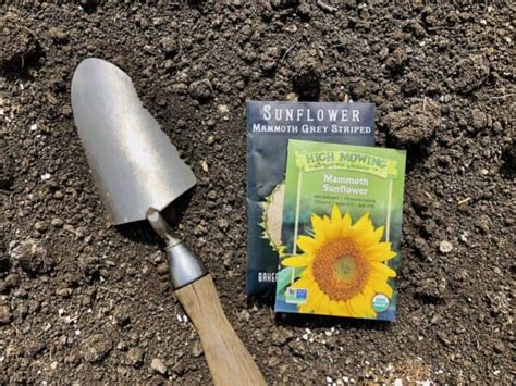 When to plant sunflower seeds for a blooming summer 🌞 🌻 Getting it right