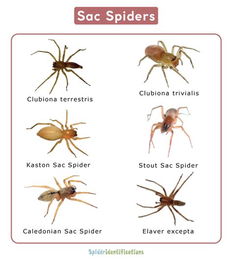 Sac Spiders or Clubionidae Facts, Identification, & Pictures