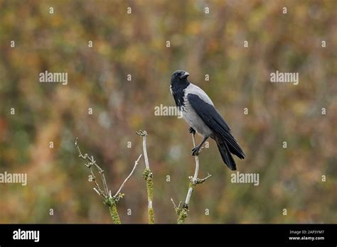 Hooded crow in its natural habitat in Denmark Stock Photo - Alamy