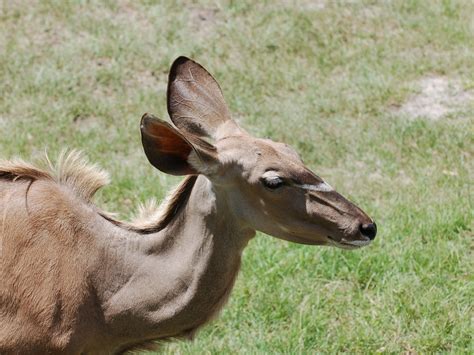 The Online Zoo - Greater Kudu