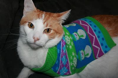 Caterville: Cats Wearing Christmas Sweaters