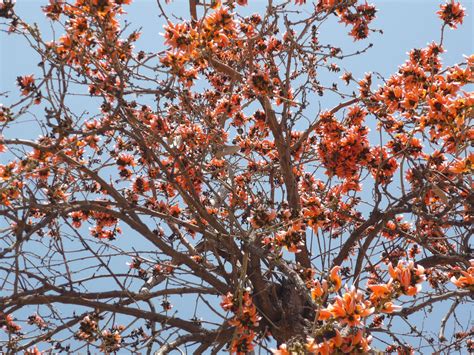 Pin on Flowering Trees: World