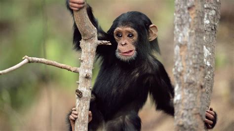 Black monkey climbing a tree | HD Animals Wallpapers