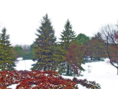 Evergreen Trees In Snow Free Stock Photo - Public Domain Pictures