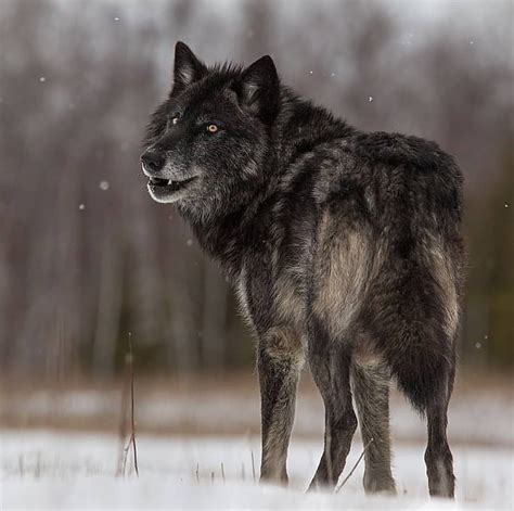 Black wolves 🐺 One of the most beautiful creatures on earth . . Photography by @cjm_photography ...