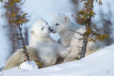 Butterfly Kisses 3I4519 | Polar bear, Baby polar bears, Cute baby animals