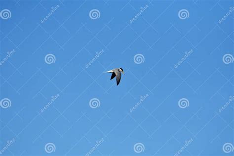 Seabirds Flying Against a Clear Sky Background Stock Photo - Image of ...