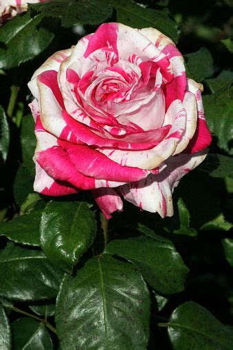 Pink And White Hybrid Tea Rose Stock Photo - Download Image Now - Beauty In Nature, Blossom ...